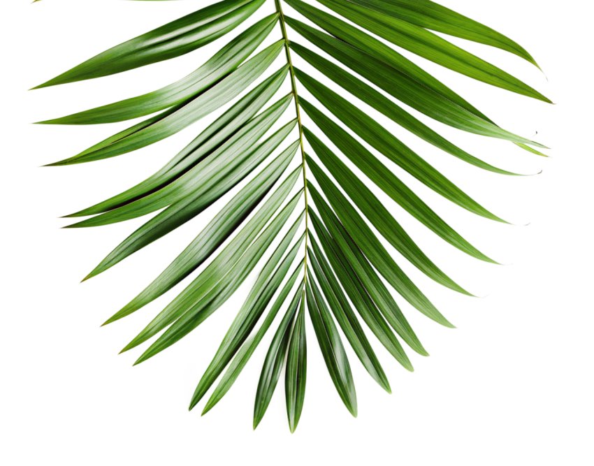 Green Palm Leaf Branch on Transparent Background Png