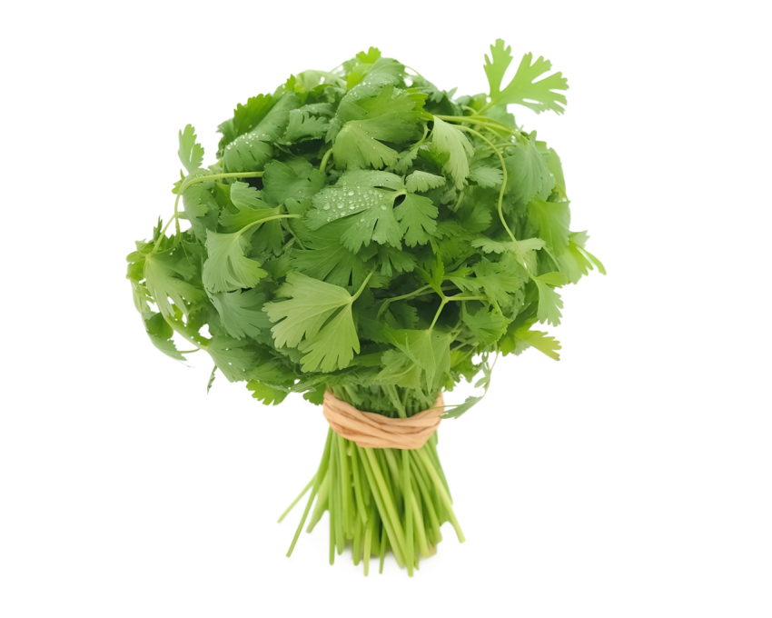 Fresh bunch of coriander leaves tied toget on transparent background