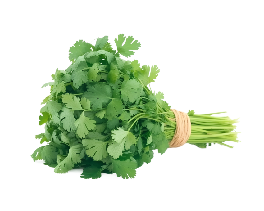 Fresh bunch of coriander leaves tied toget on transparent background