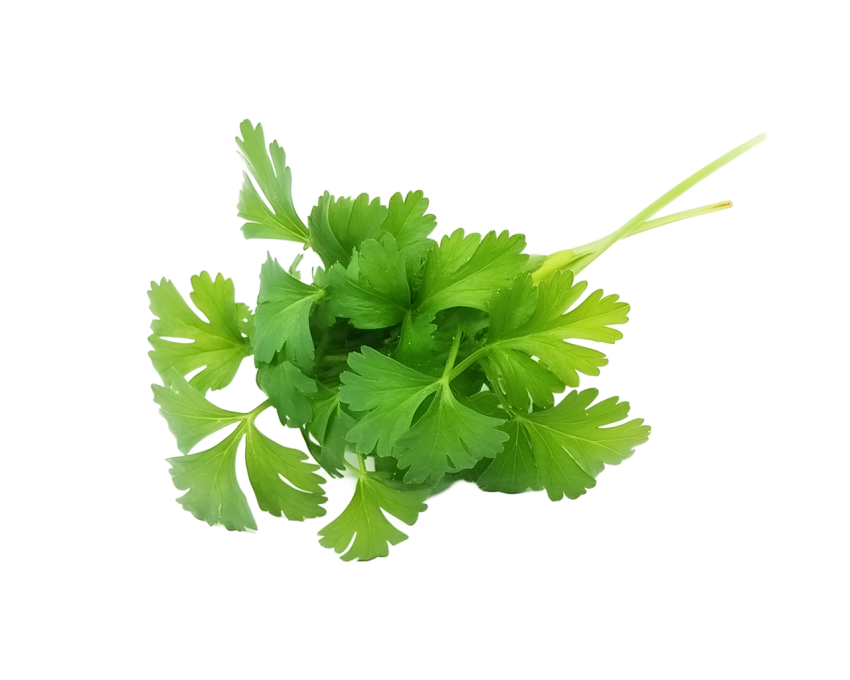 Fresh Coriander Leaves Png