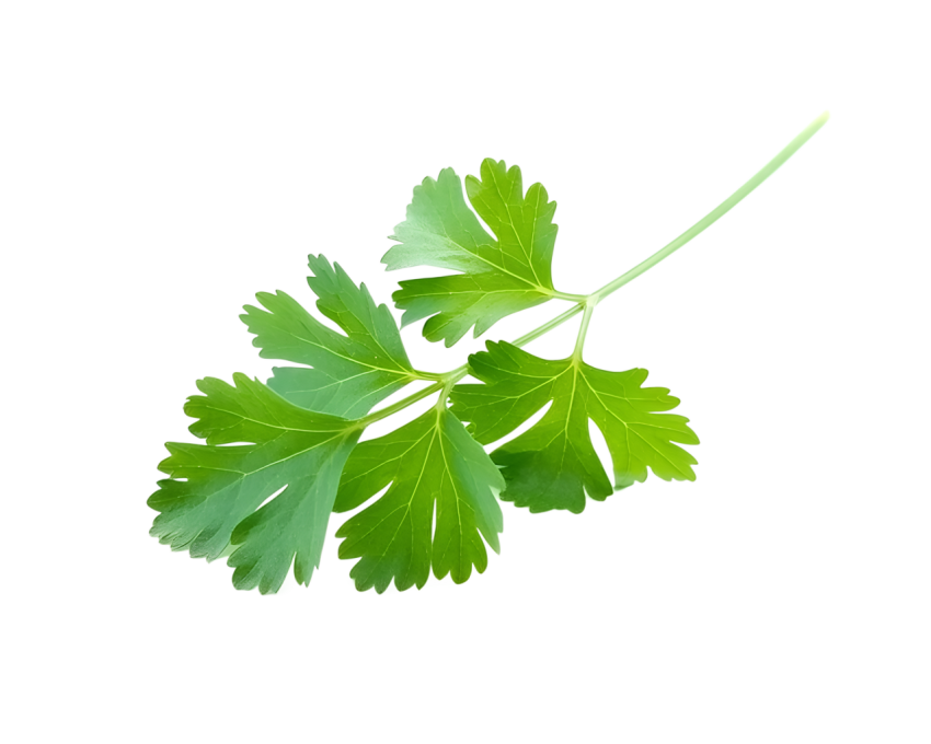 Fresh Green Coriander Leaves Png