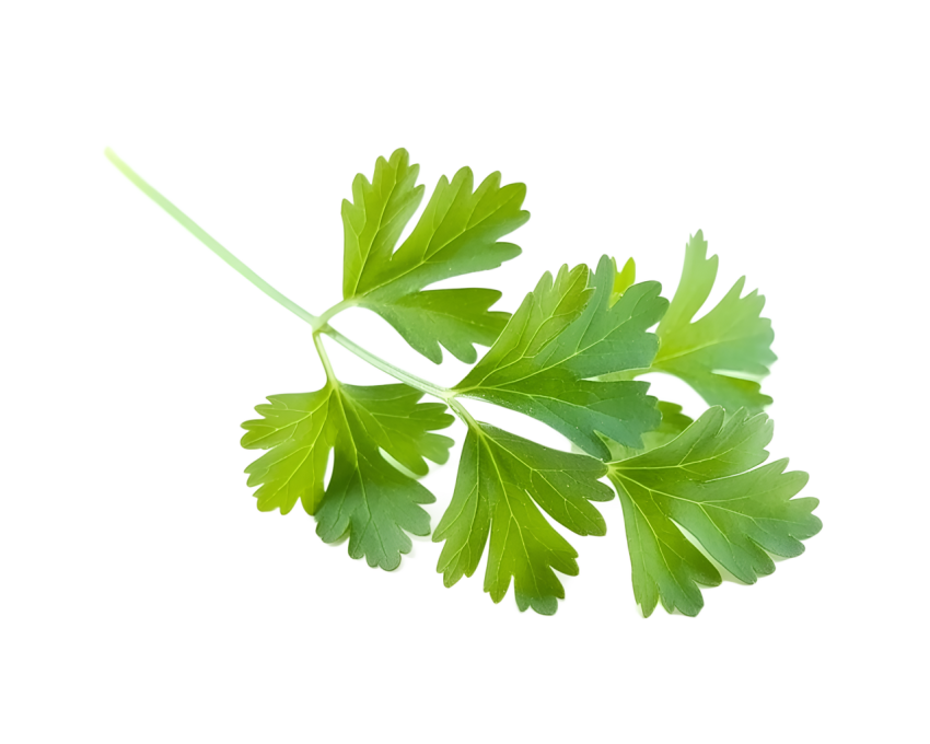 Fresh Green Coriander Leaves Png