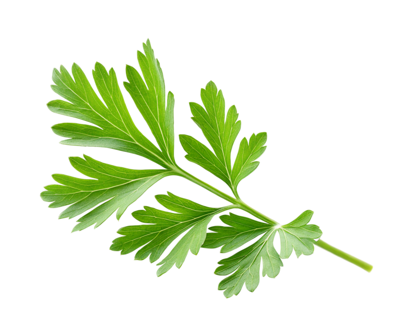 Fresh Green Coriander Leaves Png