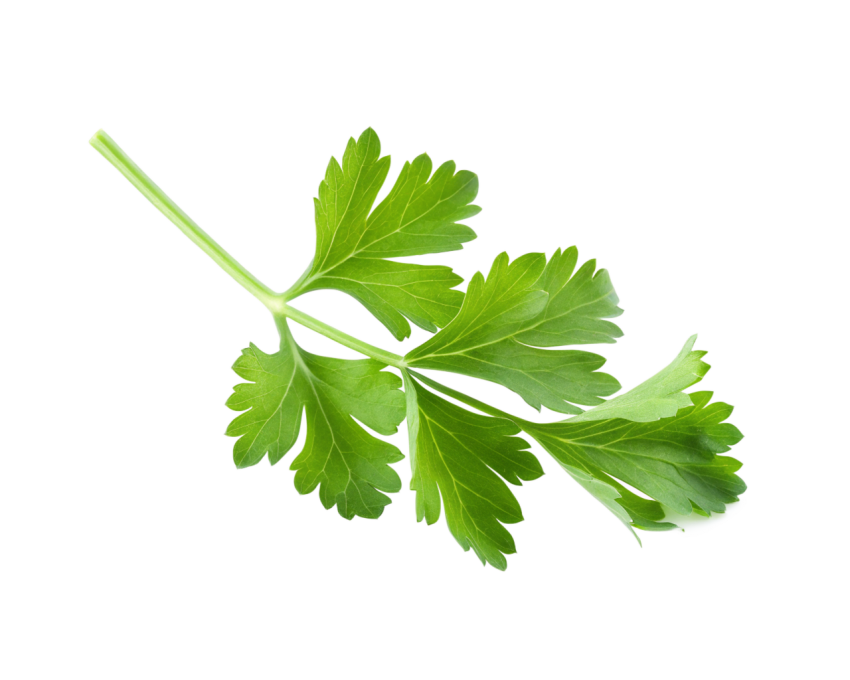 Fresh Green Coriander Leaves Png