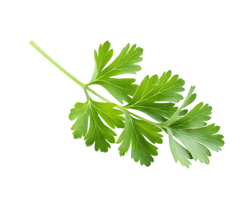 Fresh Green Coriander Leaves Png