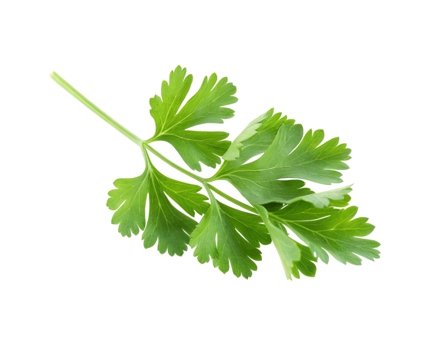 Fresh Green Coriander Leaves Png