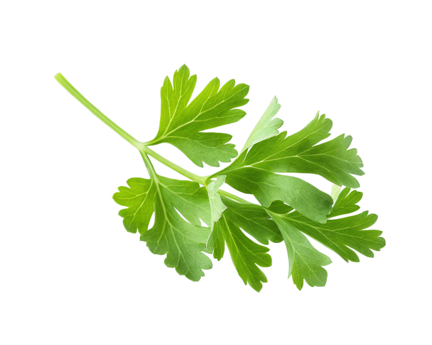 Fresh Green Coriander Leaves Png