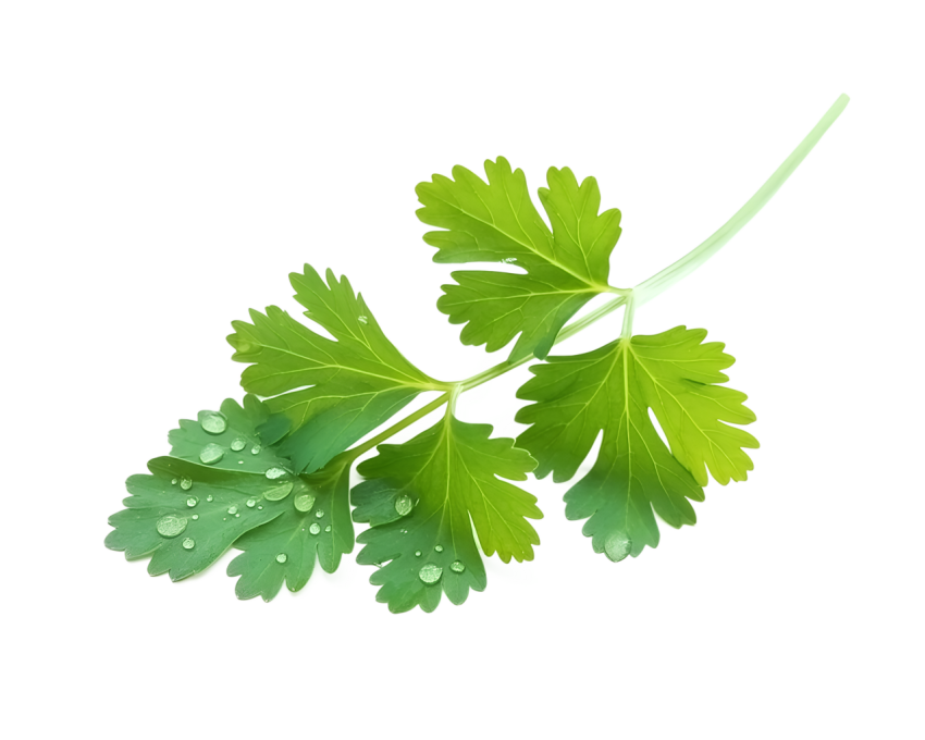 Fresh Green Coriander Leaves Png