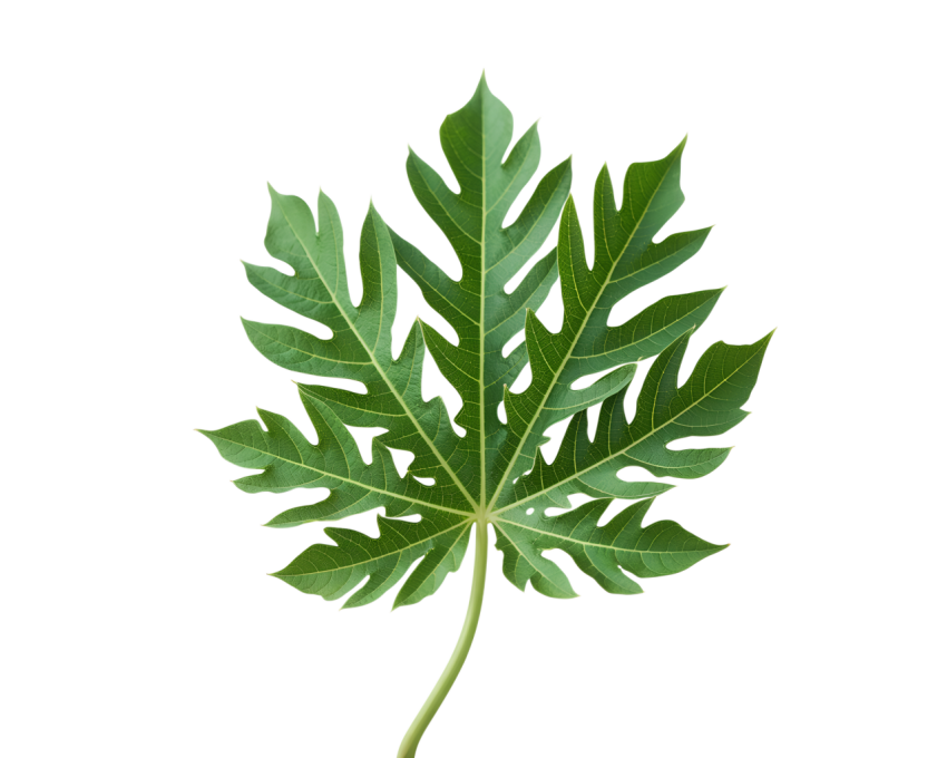 Green Papaya Leaf on Transparent Background