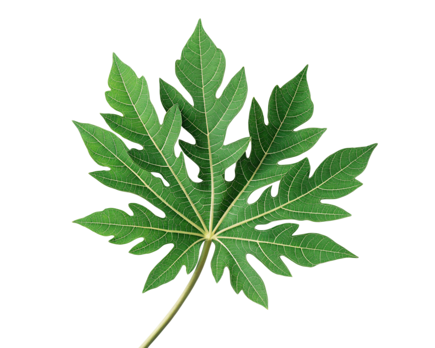 Green Papaya Leaf on Transparent Background