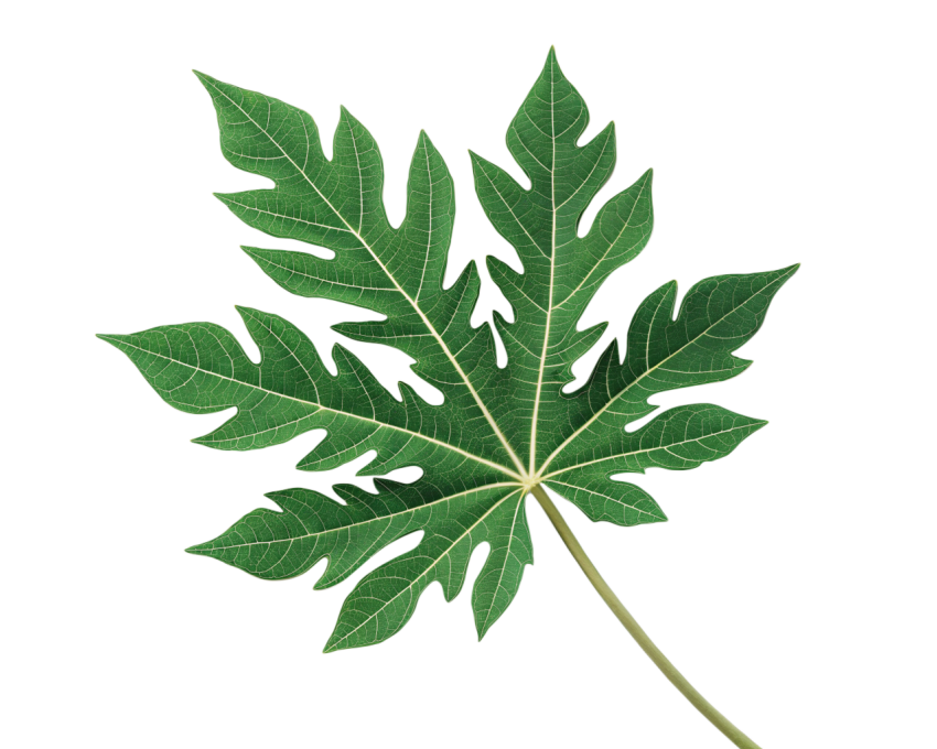 Green Papaya Leaf on Transparent Background