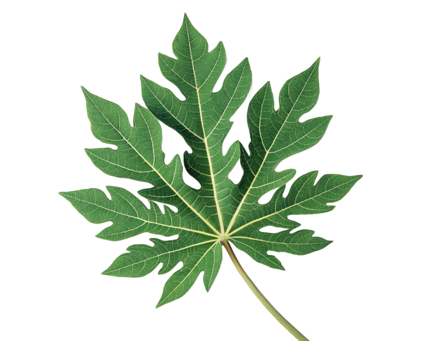 Green Papaya Leaf on Transparent Background