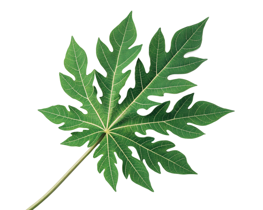 Green Papaya Leaf on Transparent Background
