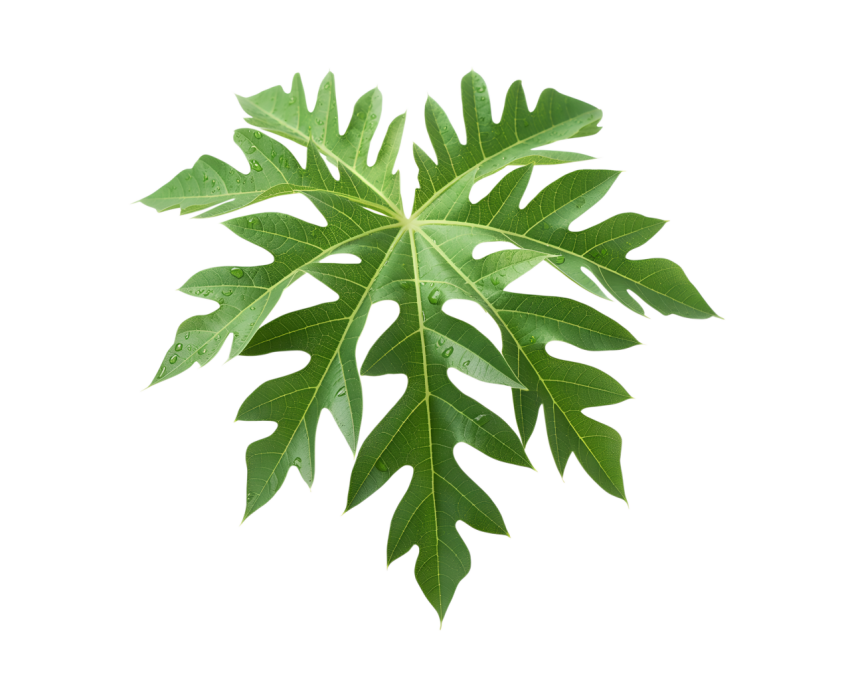 Green Papaya Leaf on Transparent Background