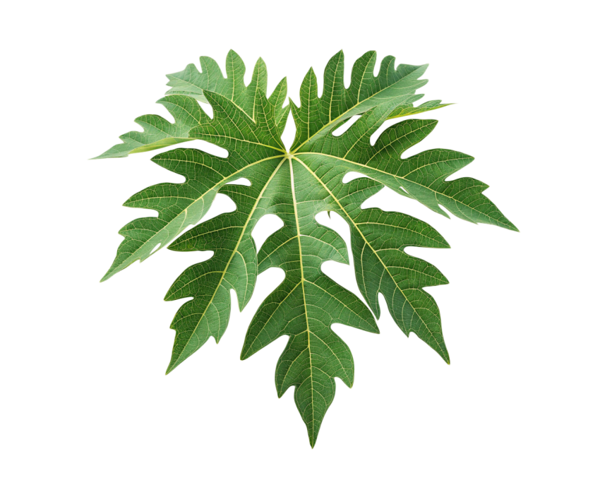 Green Papaya Leaf on Transparent Background