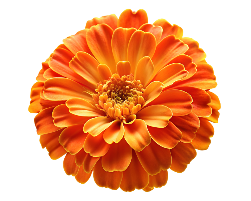 Marigold Flower on Transparent Background