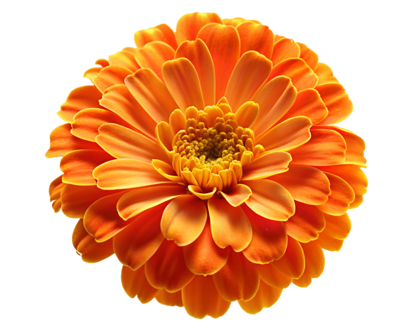 Orange Marigold Flower on Transparent Background