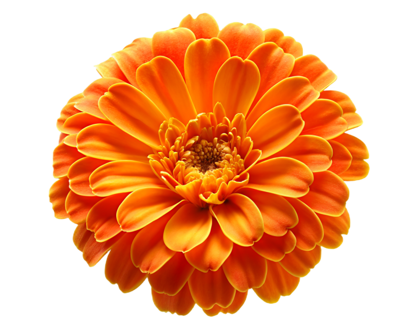 Orange Marigold Flower on Transparent Background