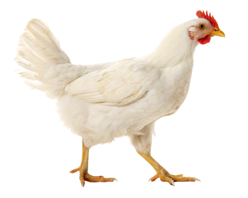 White Chicken Standing on Transparent background