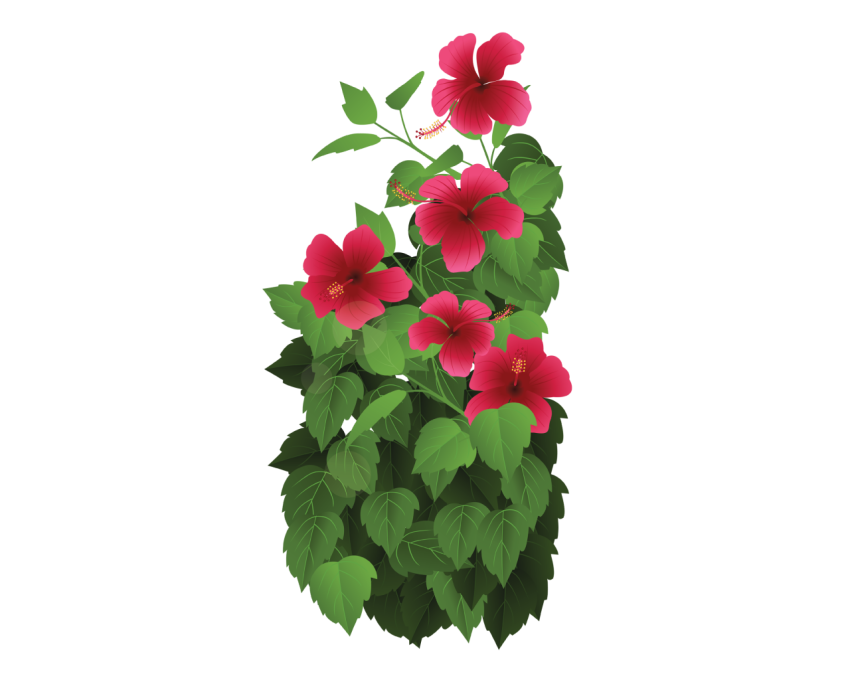 Tropical Flower Png Free Download
