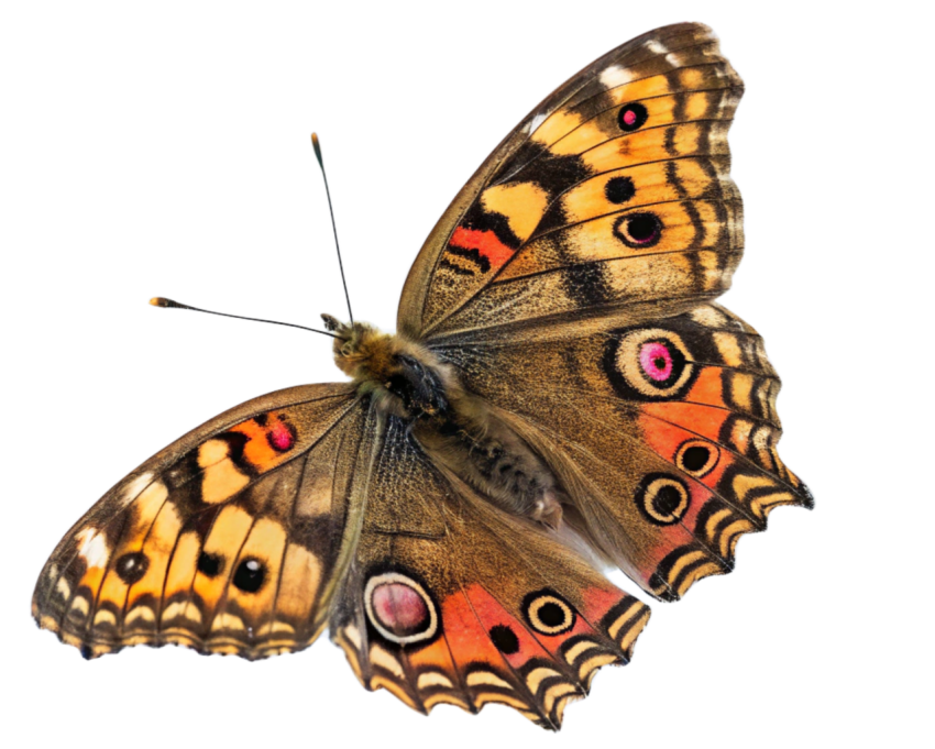 Colorful  Patterns Butterfly PNG