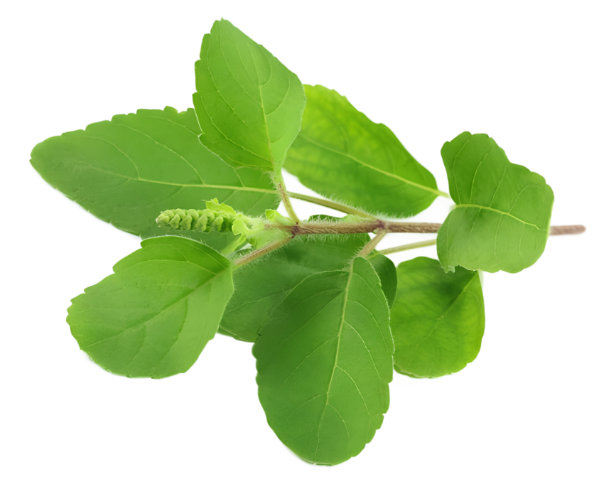 Fresh Green Holy Basil Tulsi Leaves on a Transparent Background