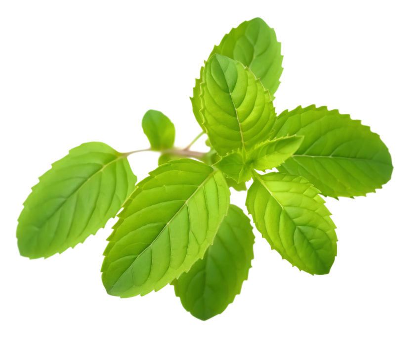 Fresh Green Holy Basil Tulsi Leaves on a Transparent Background