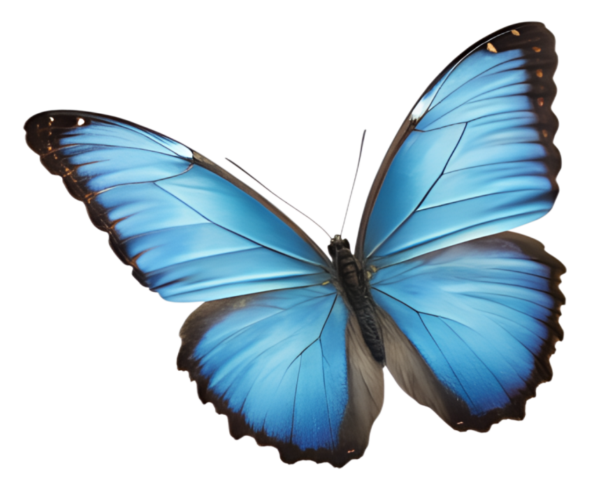 Blue Color Patterns Butterfly PNG