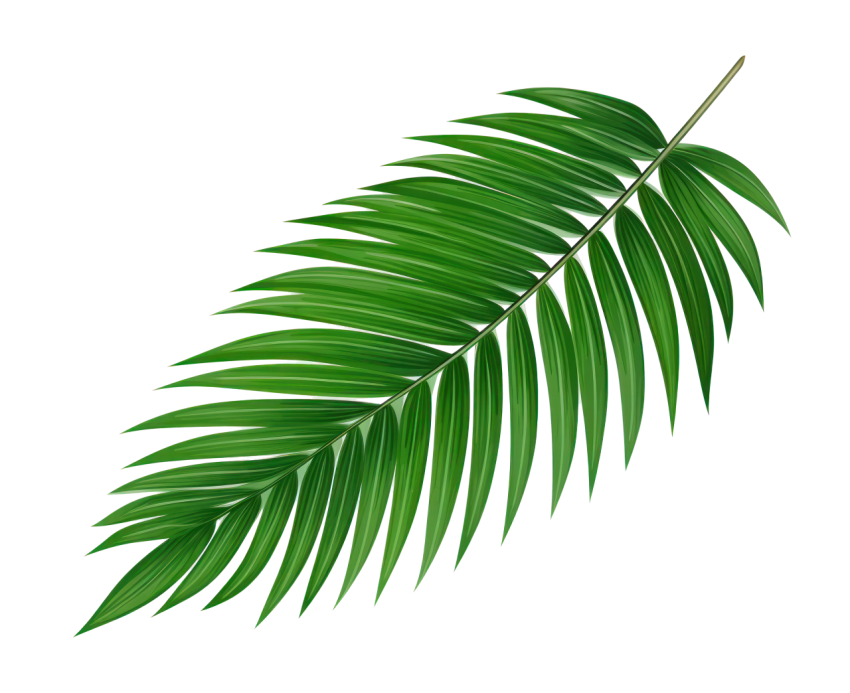 Green Palm Leaf on Transparent Background Png
