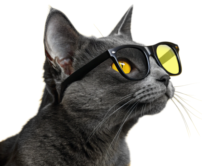 Adorable Gray Cat Wearing  Sunglass Png Image