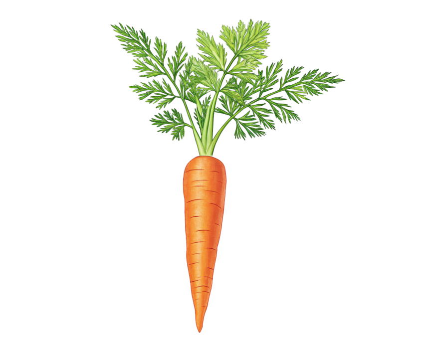 Carrot transparent image png