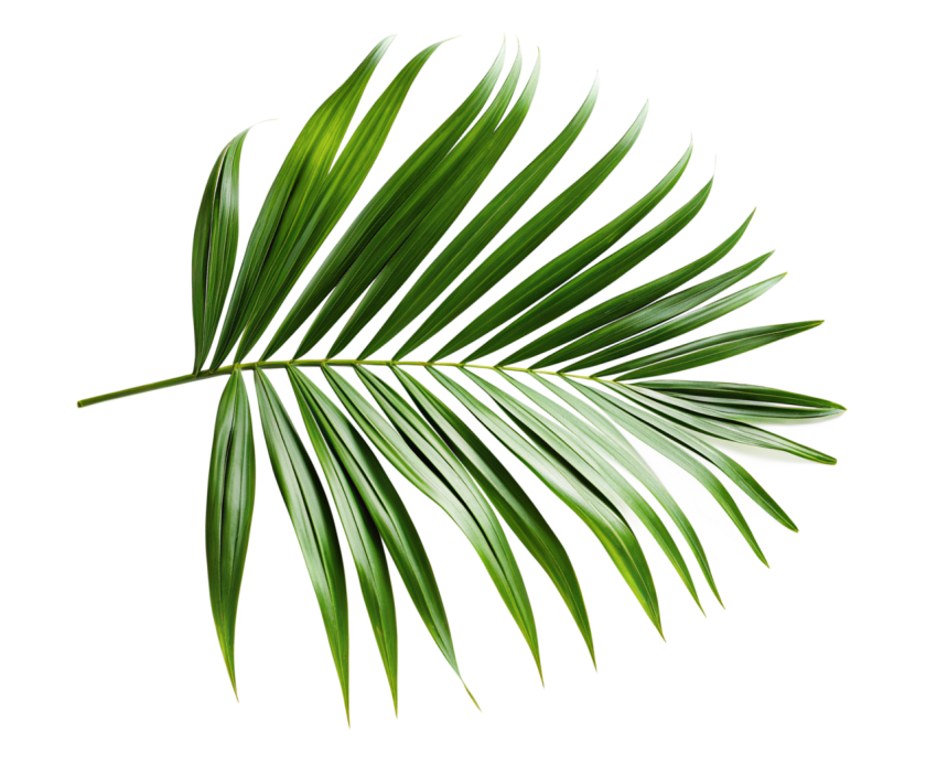 Green Palm Leaf Branch on Transparent Background Png