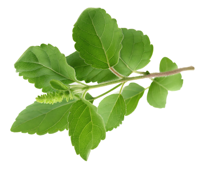 Fresh Green Holy Basil Tulsi Leaves on a Transparent Background