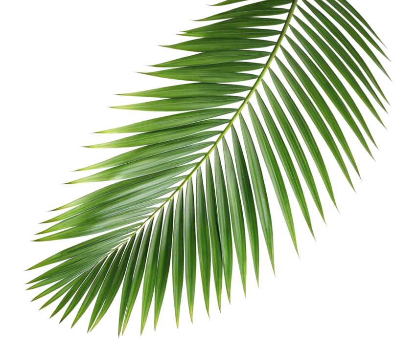 Green Palm Leaf on Transparent Background Png