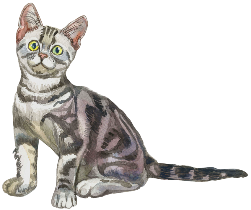 American Shorthair Watercolor Cat PNG