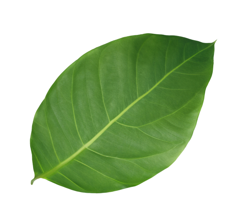 Green Leaf on Transparent Background Png