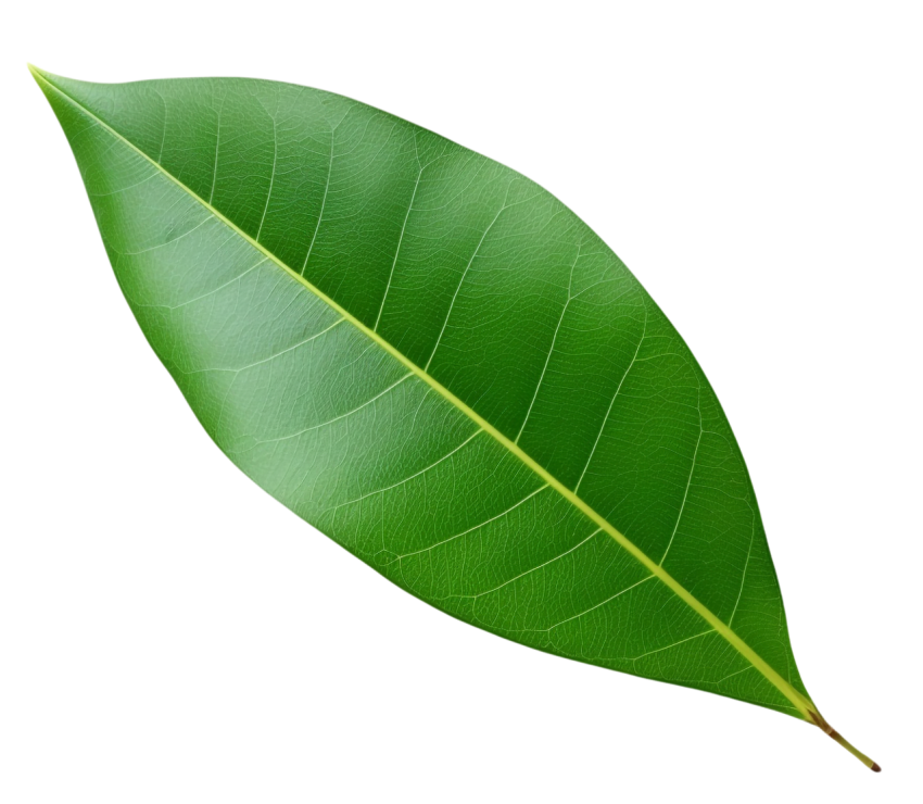 Green Leaf on Transparent Background Png