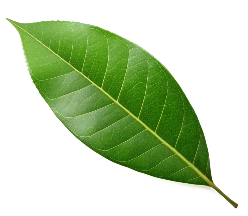 Green Leaf on Transparent Background Png