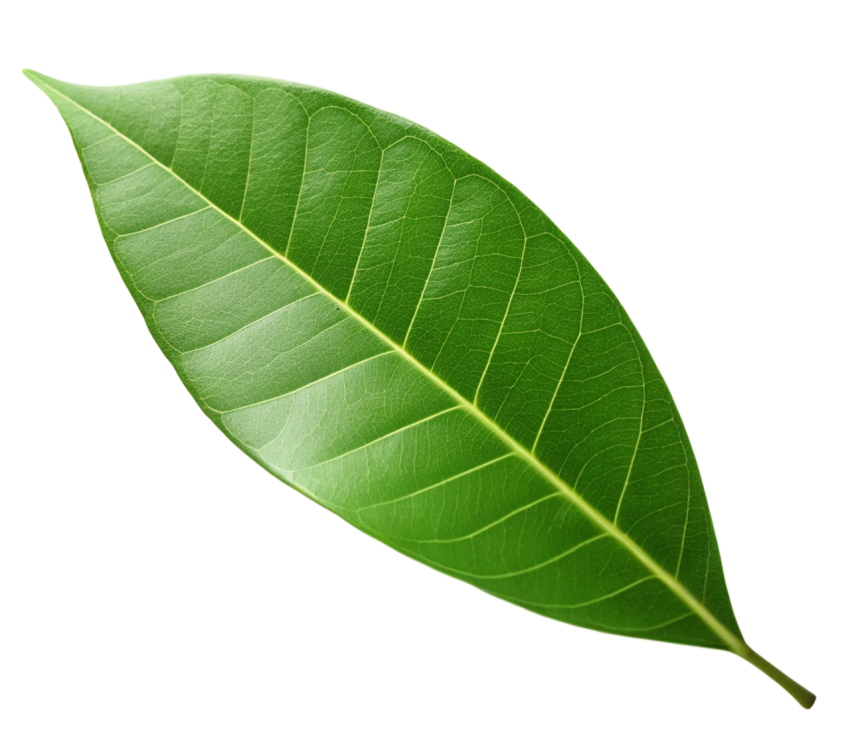Green Leaf on Transparent Background Png