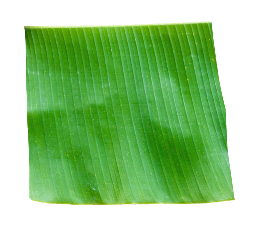 Fresh Green Banana Leaf on Transparent Background