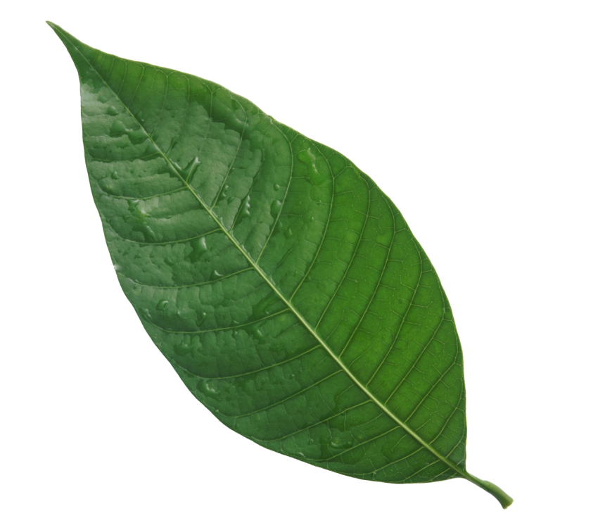 Green Leaf on Transparent Background Png