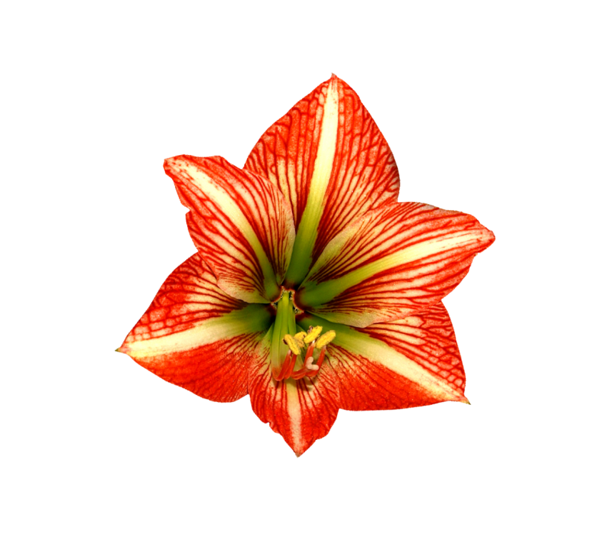 Beautiful Flower Png Free Download