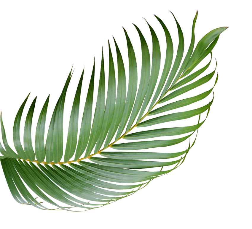 Green Palm Leaf Branch on Transparent Background Png