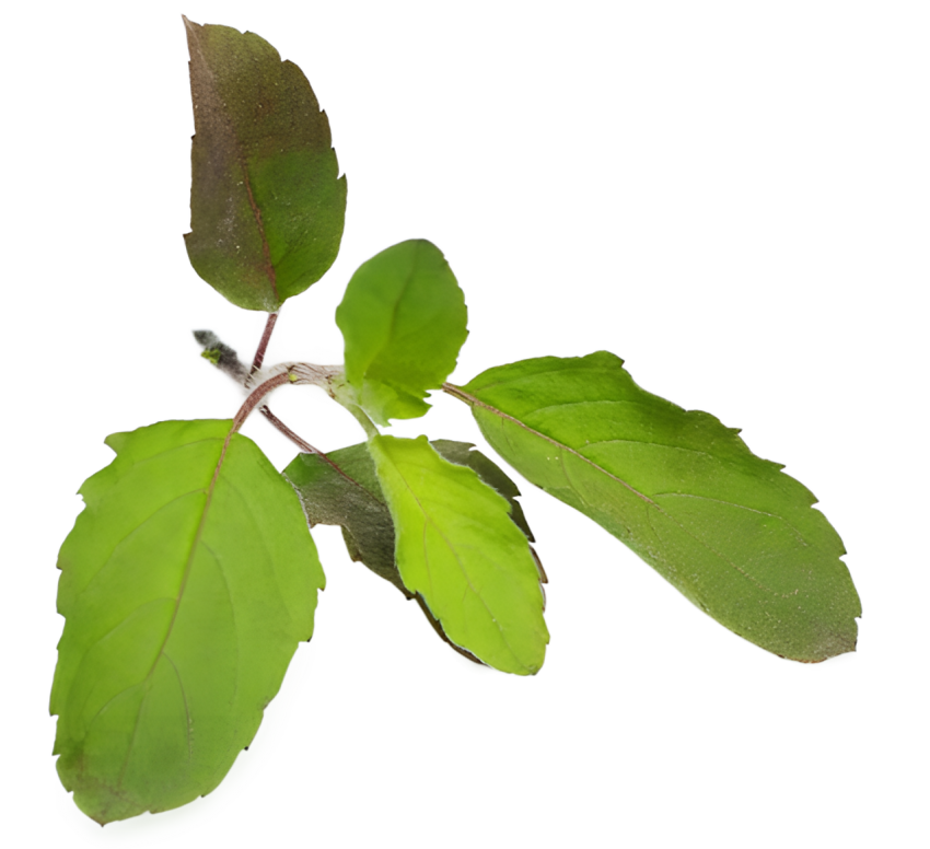 Fresh Green Holy Basil Tulsi Leaves on a Transparent Background