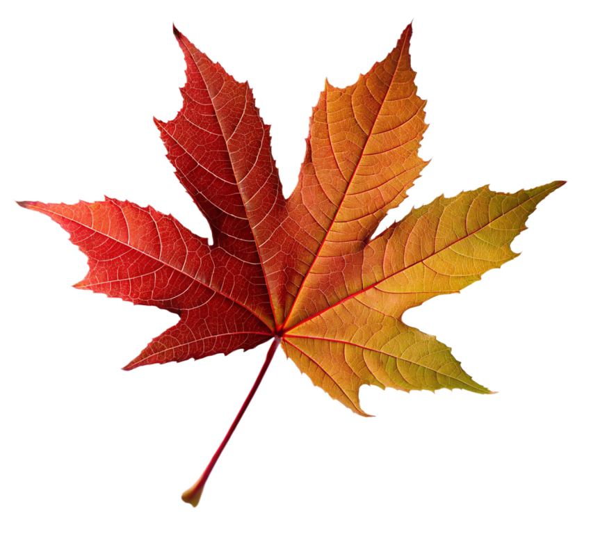 Brown Maple Leaf on Transparent Background Png
