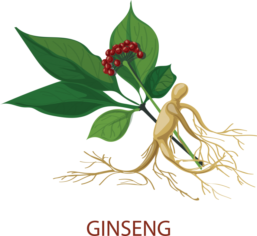 Ginseng Tree Png
