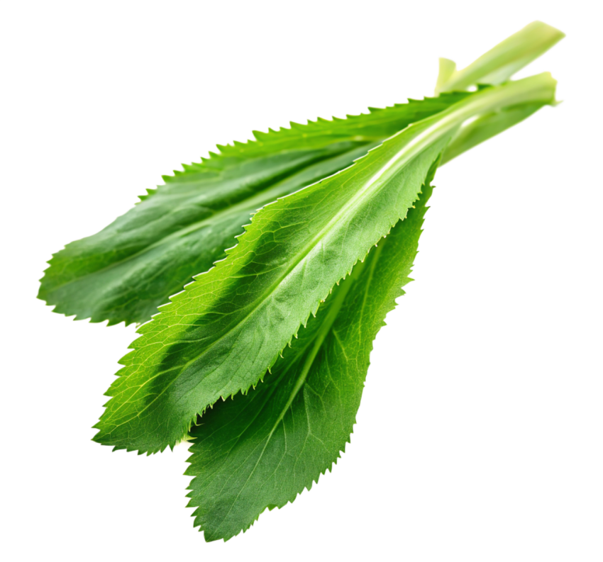 Fresh Culantro Leaves Isolated on Transparent Background