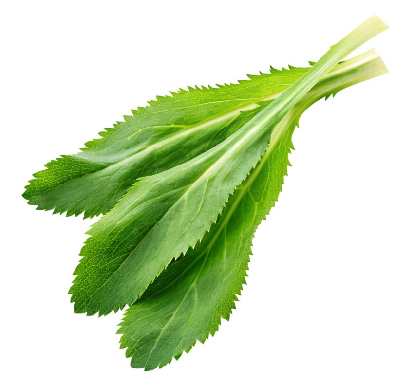 Fresh Culantro Leaves Isolated on Transparent Background