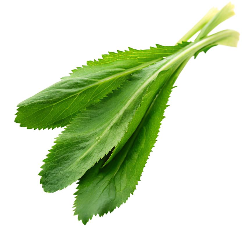Fresh Culantro Leaves Isolated on Transparent Background