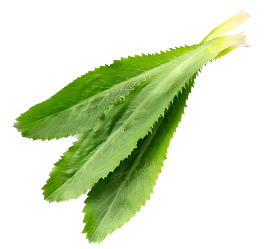 Fresh Culantro Leaves Isolated on Transparent Background